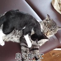 遊ぶ2匹の猫