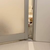 ドアの目の前から覗く姿