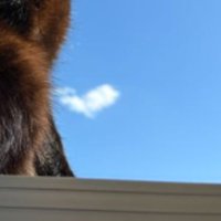 青空と猫
