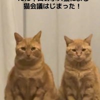 正座みたいな座り方をする猫