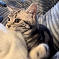 人の腕を噛んでいる猫