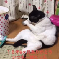 座り込んで前足を舐めている猫