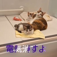 お風呂場にいる猫に声をかける投稿者