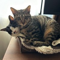 浅いカゴの中に折り重なって入っている2匹の猫