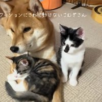 柴犬の腕の上に乗っている子猫と隣に座る子猫