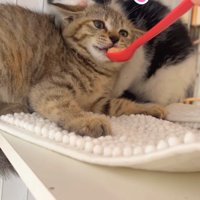 ハチワレ子猫の前でスプーンを口元に差し出されているキジトラ子猫「？」