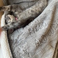 仰向けになって前足を伸ばして眠る子猫