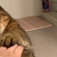 飼い主の手の上に前足を置く猫のアップ