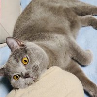 飼い主さんの足に顎を置くブリティッシュショートヘア