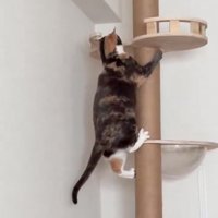 テッペンを覗く猫2