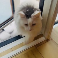 家に入ってくるノルウェージャン