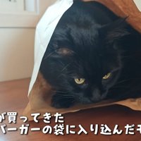 すっぽり紙袋に入るモカちゃん