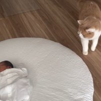 カーペット沿いに歩く猫