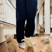 ママのごはんの準備が待ちきれず騒ぐ子猫たち