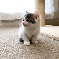 雷にびっくりする子猫