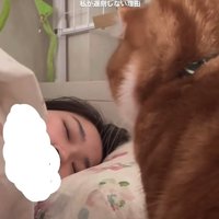 目を瞑っている飼い主を見つめる猫