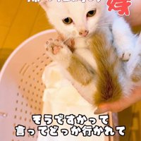 抱っこされる子猫