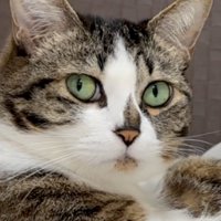 こちらを振り返る猫のアップ