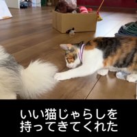 犬のしっぽに触る猫