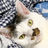 真面目な表情をした猫の顔のアップ