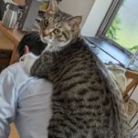 男性の背中に乗る猫