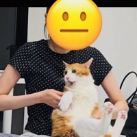 お姉ちゃんに抱っこされて暴れる茶白猫