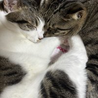 寄り添って眠る2匹の猫