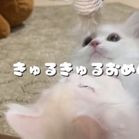鏡の前で遊ぶ猫の写真2