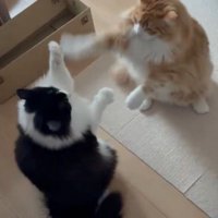 後ろ足で立ち上がって、お互いの前足を触る2匹の猫