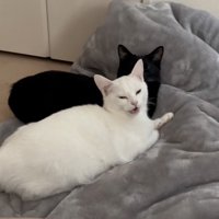 口を開く猫