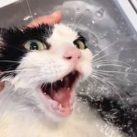 お風呂に入って声をあげる白黒猫