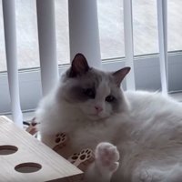 室内にいる猫