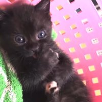 ベビごろう