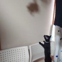 ぬいぐるみを見上げる子猫