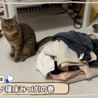 たってる猫