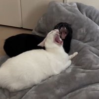 布団の上であくびをする白猫と黒猫