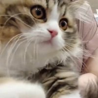 抱っこされている子猫