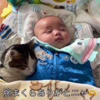 赤ちゃんと猫