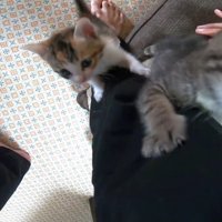 足を登るキジトラ猫