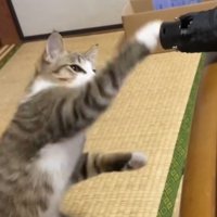 右手で傘にパンチをする猫