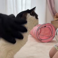 手袋、猫、おやつを持つ子ども