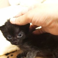 なでられる子猫
