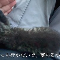 うろうろする子猫