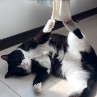左の前足と後ろ足がカーテンにひっかかってしまった猫