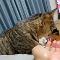 顔を背ける猫