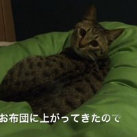 ベッドでくつろぐ猫