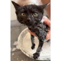お風呂に入っている猫