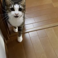 ドアの前で待ち構えていた猫