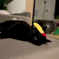 エビ天を乗せた猫