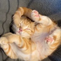 寝ている茶トラ（縦長）